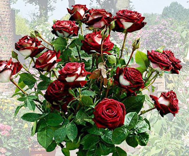 Роза чайно-гибридная Осирия (Osiria) купить выгодно ✵ Сады-Эдема.рф – интернет магазин растений для сада